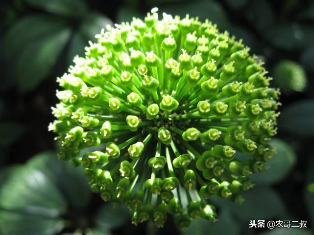 文山鲜三七最新价格及指南